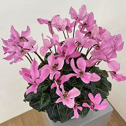 シクラメン：オートジャイロ（25-03）5号鉢植え【現品販売】