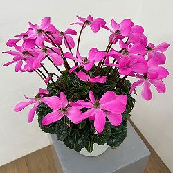 シクラメン：オートジャイロ（25-04）5号鉢植え【現品販売】