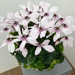 シクラメン：オートジャイロ（25-05）5号鉢植え【現品販売】