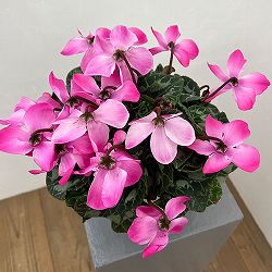シクラメン：オートジャイロ（25-08）5号鉢植え【現品販売】