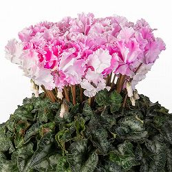 25-01：シクラメン：キャンディーケーン5号鉢植え・佐藤壮真氏