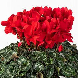 25-02：シクラメン：ヨハンシュトラウス6号鉢植え・小久保憲一氏