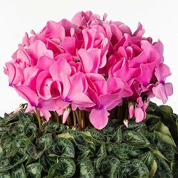 25-03：シクラメン：シューベルト8号鉢植え・福田桂祐氏