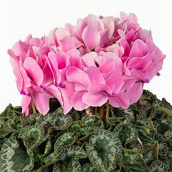 25-04：シクラメン：シューベルト5号鉢植え・佐藤壮真氏