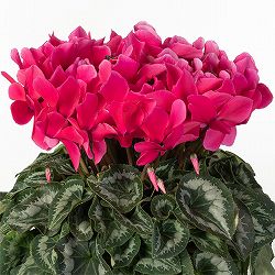 25-06：シクラメン：パステルピンク6号鉢植え・根本雄二氏