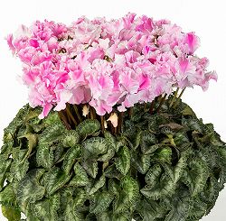 25-07：シクラメン：キャンディーケーン6号鉢植え・石川英司氏