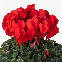 25-08：シクラメン：ヨハンシュトラウス5号鉢植え・佐藤壮真氏