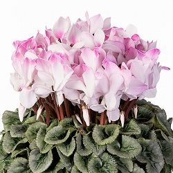 25-09：シクラメン：ピアス5号鉢植え・佐藤壮真氏