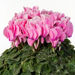 25-10：シクラメン：シューベルト6号鉢植え・石川英司氏