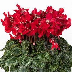 25-11：シクラメン：スーパージックスレッド4号鉢植え・保坂親司氏