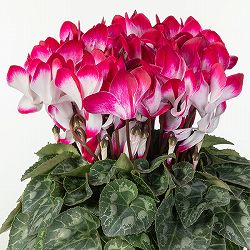 25-12：シクラメン：インディアカ　マゼンタ5号鉢植え・矢澤清三氏