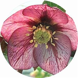 高正園さんのクリスマスローズ：シングル　ネクターピコティ5号ポット