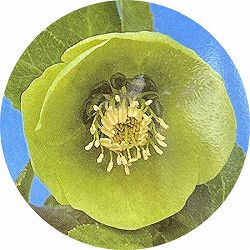 高正園さんのクリスマスローズ：シングル　グリーン系5号ポット