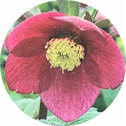 高正園さんのクリスマスローズ：シングル　レッド系5号ポット