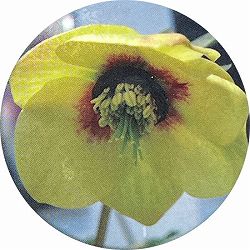 高正園さんのクリスマスローズ：シングル　イエローフラッシュ5号ポット