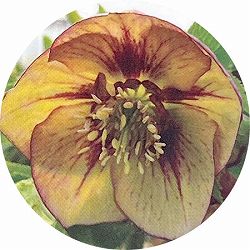 高正園さんのクリスマスローズ：シングル　イエローピコティ5号ポット