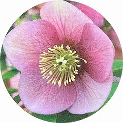 高正園さんのクリスマスローズ：シングル　ピンク系5号ポット