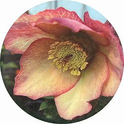 高正園さんのクリスマスローズ：シングル　オレンジアプリコット系5号ポット