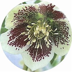 高正園さんのクリスマスローズ：シングル　ホワイトスポット系5号ポット