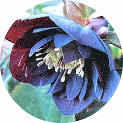 高正園さんのクリスマスローズ：ダブル　パープル5号ポット