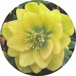 高正園さんのクリスマスローズ：ダブル　イエロー5号ポット