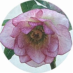 高正園さんのクリスマスローズ：ダブル　ピンク5号ポット