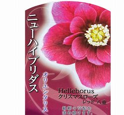 高正園さんのクリスマスローズ：ダブル　レッド5号ポット