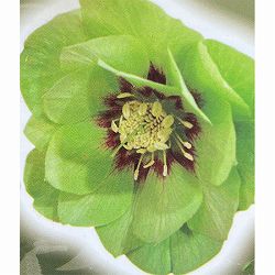 高正園さんのクリスマスローズ：ダブル　グリーン5号ポット