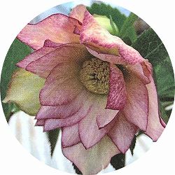 高正園さんのクリスマスローズ：ダブル　ピコティ5号ポット