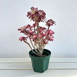 アエオニウム：シャネル　5.5号ポット