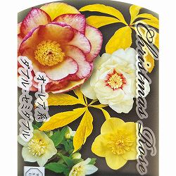 高正園さんのクリスマスローズ：ダブル・セミダブル　オーレア系5号ポット