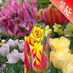 カラフルチューリップ10種50球セット