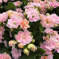 カランコエ：クイーンローズ　クララQ2　5号鉢植え