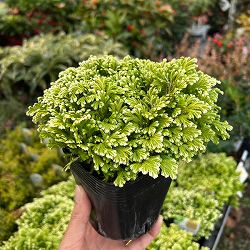 セラギネラ：スノーリー3.5号ポット