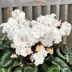 シクラメン：さかもと園芸さん試作株　ホワイト系（25-06）5号鉢植え