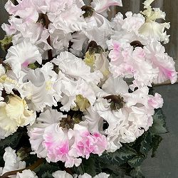 シクラメン：さかもと園芸さん試作株　ホワイトピンク系（25-07）5号鉢植え