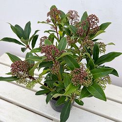 スキミア：ルベスタ キューバ4.5号ポット