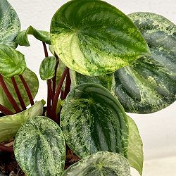 ぺぺロミア：雪兎（サンデルシー斑入り）3.5号鉢植え