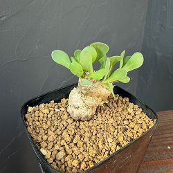 オトンナ：ウリンクレアナ　2.5号鉢植え