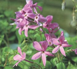 園芸ネット本店｜フロックス の商品一覧【公式】