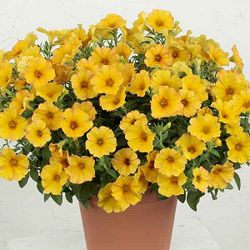 [26年4月上旬予約]ペチュニア×カリブラコア：ビューティカル(R)サンセットオレンジ3.5号ポット*