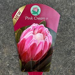 プロテア：ピンククリーム　7号鉢植え25-01