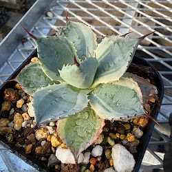 アガベ：ポタトラム　雷神錦（らいじんにしき）3.5号鉢植え