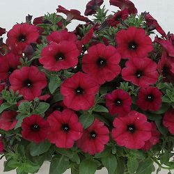 [26年4月上旬予約]ペチュニア×カリブラコア：ビューティカル(R)ボルドー3.5号ポット*[雨に強く晩秋まで咲くサカタのタネ育成種]