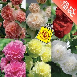 八重咲きアルセア（タチアオイ）の苗6色セット