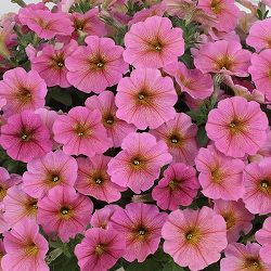 [26年4月上旬予約]ペチュニア×カリブラコア：ビューティカル(R)サンレイピンク3.5号ポット* 12株セット[雨に強く晩秋まで咲くサカタのタネ育成種]