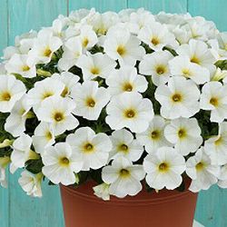 [26年4月上旬予約]ペチュニア×カリブラコア：ビューティカル(R)パールホワイト3.5号ポット* 6株セット[雨に強く晩秋まで咲くサカタのタネ育成種]