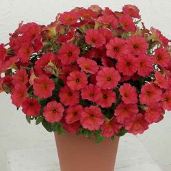 [26年4月上旬予約]ペチュニア×カリブラコア：ビューティカル(R)レッドメープル3.5号ポット* 6株セット