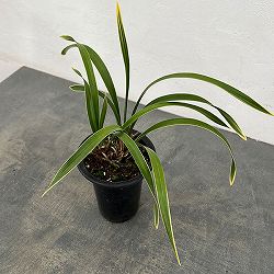 東洋蘭：金稜辺（キンリョウヘン）日月（ジツゲツ）4号鉢植え