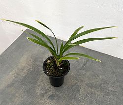 東洋蘭：金稜辺（キンリョウヘン）常盤錦（トキワニシキ）4号鉢植え